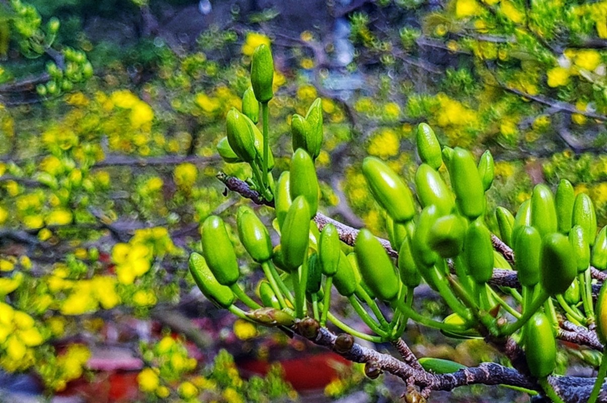 Me man mai vang Binh Dinh khoe sac ruc ro o cho hoa Tet Ha Noi-Hinh-8