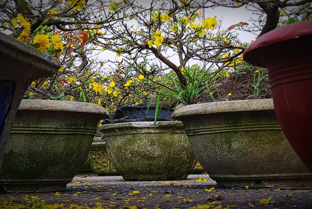 Me man mai vang Binh Dinh khoe sac ruc ro o cho hoa Tet Ha Noi-Hinh-9