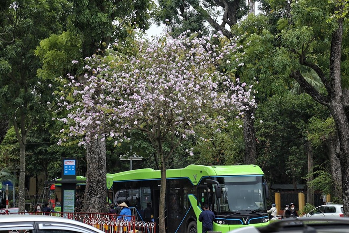 Ha Noi: Hoa ban no ro duong Bac Son, gioi tre no nuc chup anh-Hinh-2