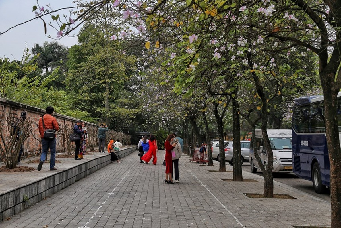 Ha Noi: Hoa ban no ro duong Bac Son, gioi tre no nuc chup anh