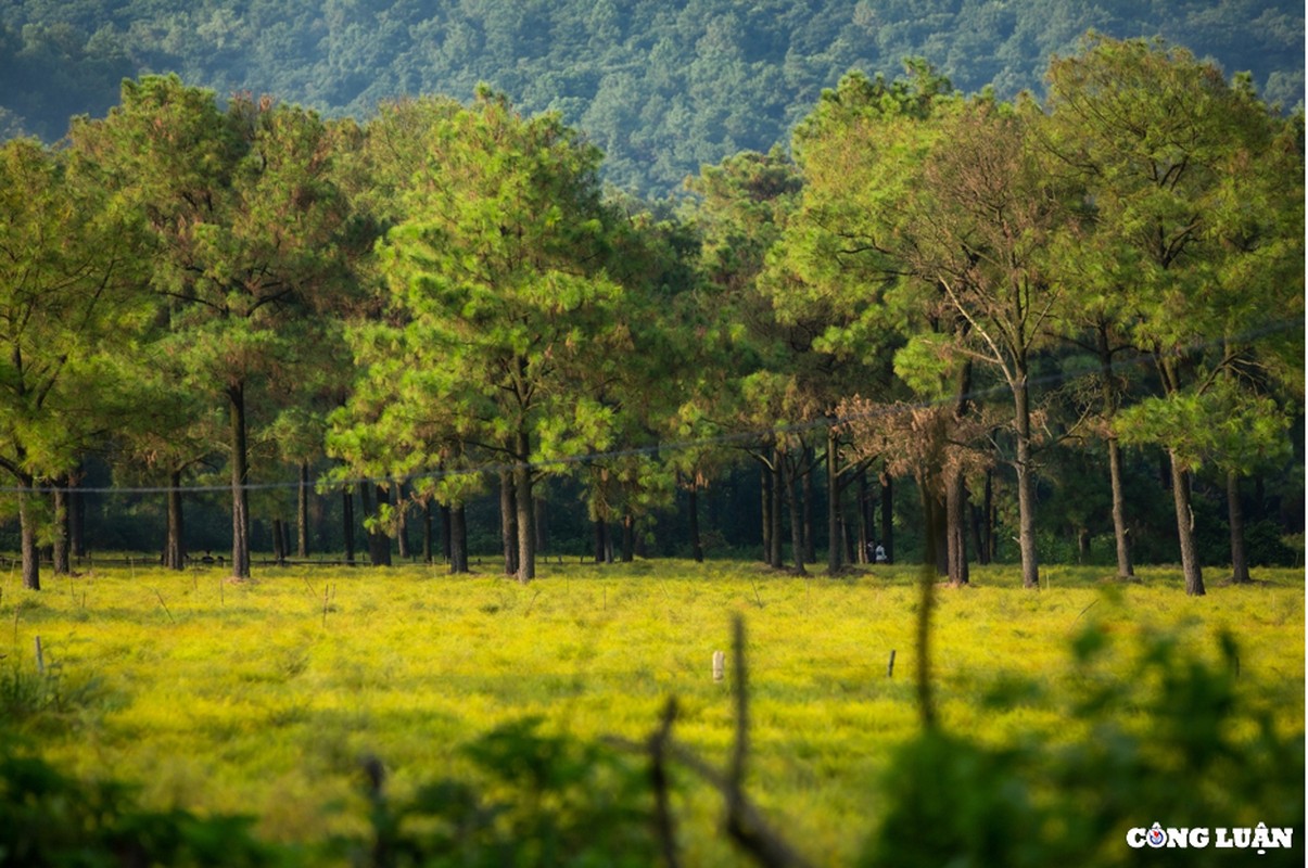 Hai Duong: Dep ngo ngang canh dong cay re o Con Son-Hinh-6