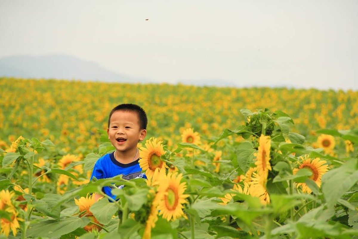 Gioi tre khan goi di san hoa huong duong Nghe An-Hinh-4