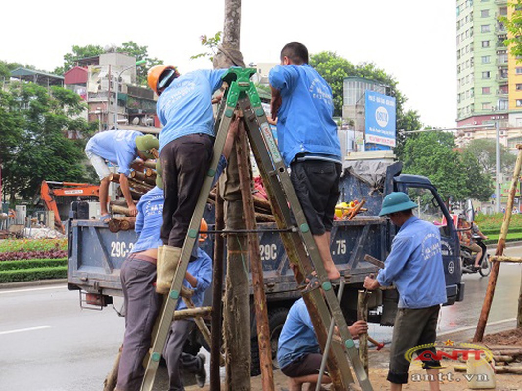 Con duong dep nhat Ha Noi da co hang cay moi-Hinh-10