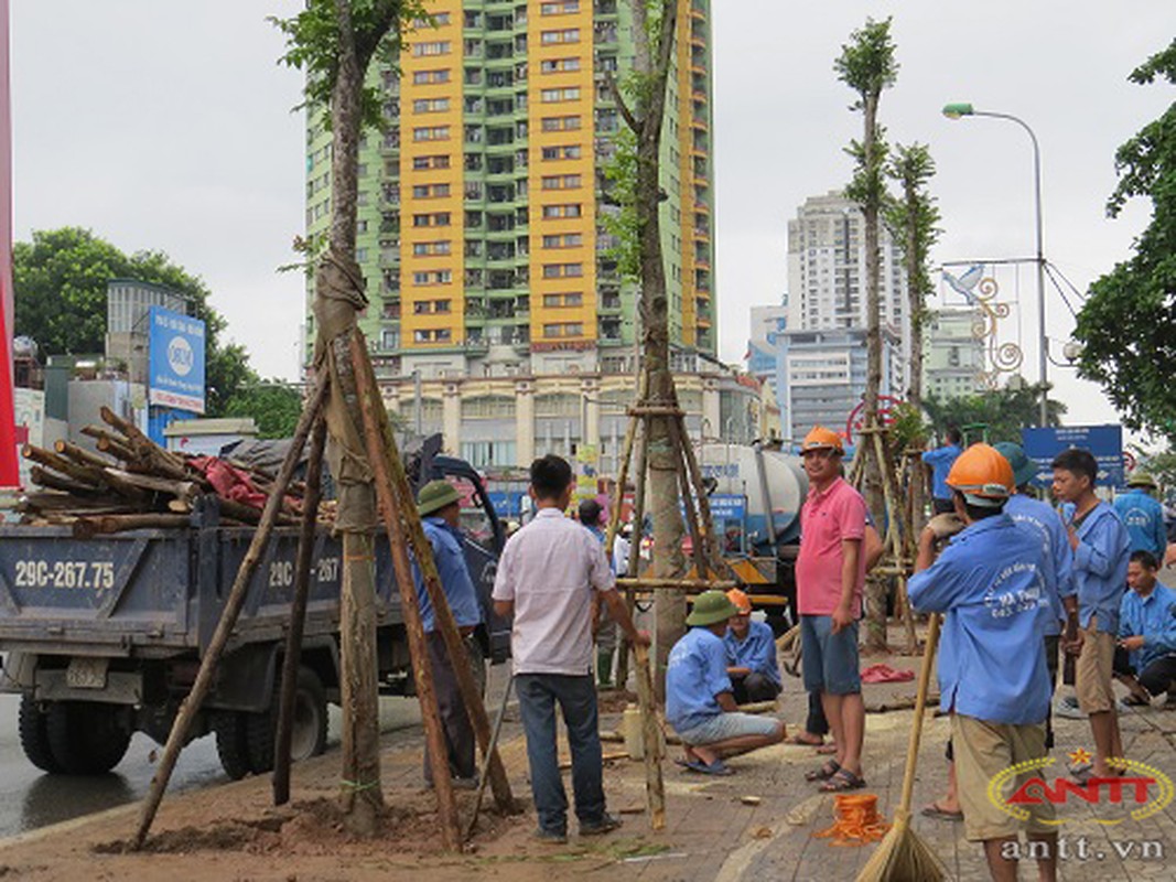 Con duong dep nhat Ha Noi da co hang cay moi-Hinh-4