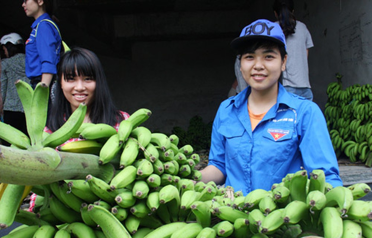 Ngam bong hong tinh nguyen “giai cuu” chuoi o Ha Noi-Hinh-8