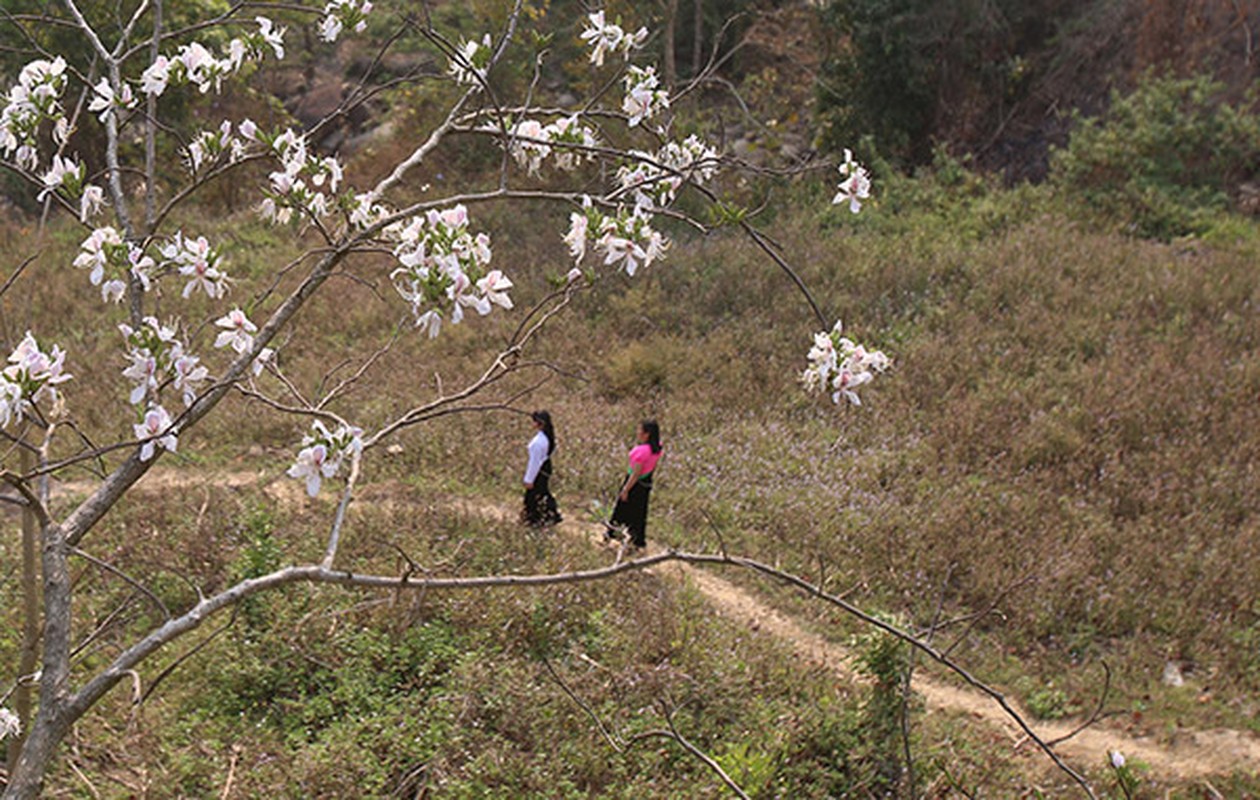 Thieu nu Thai e ap ben hoa ban rung thang 3-Hinh-7