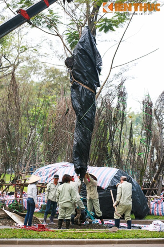 Can canh cham soc hoa anh dao Nhat Ban ve Ha Noi-Hinh-9