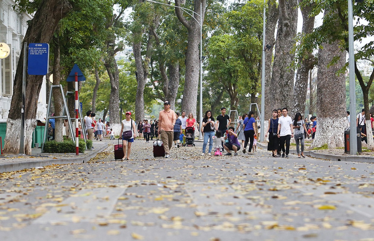 Ngo ngan voi mua la vang tuyet dep o Ha Noi-Hinh-5