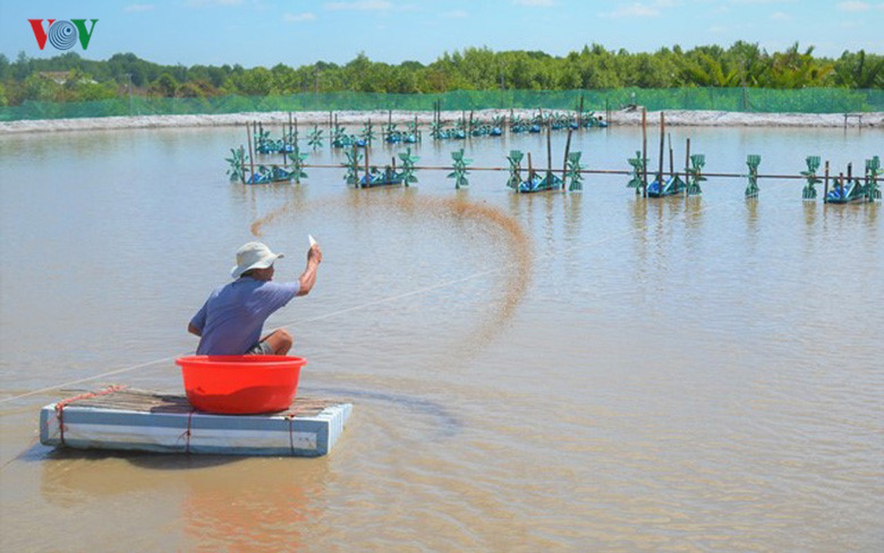 Kho tin: Nuoi tom mot vu thanh luon ty phu-Hinh-4