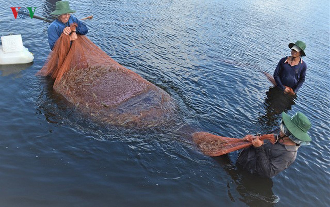 Kho tin: Nuoi tom mot vu thanh luon ty phu-Hinh-6