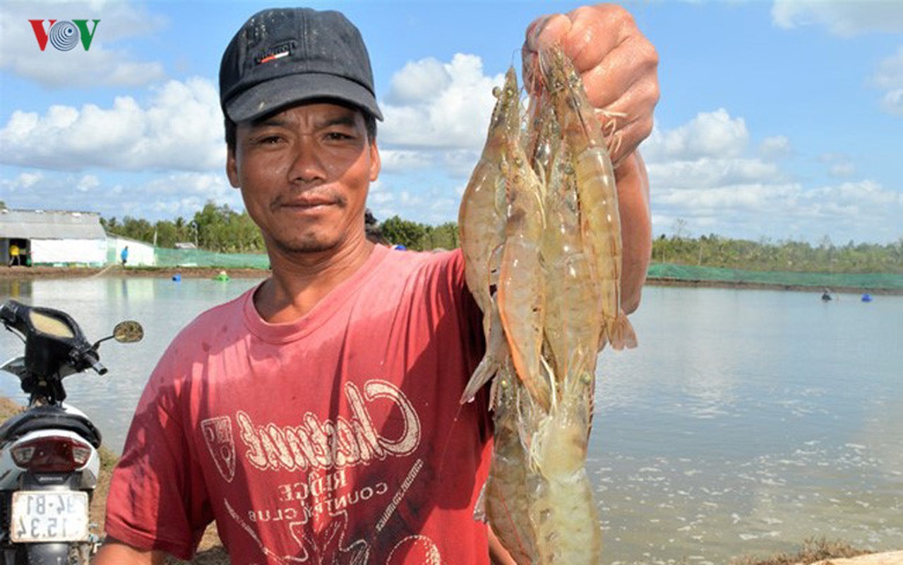 Kho tin: Nuoi tom mot vu thanh luon ty phu-Hinh-9