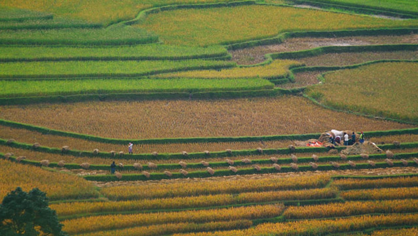 Mua vang Tu Le dep ngo ngang khien ban muon &quot;quay&quot; luon-Hinh-7