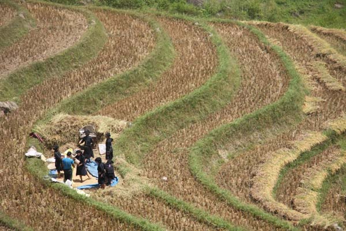 Ve dep kho cuong cua ruong bac thang o Hoang Su Phi-Hinh-5