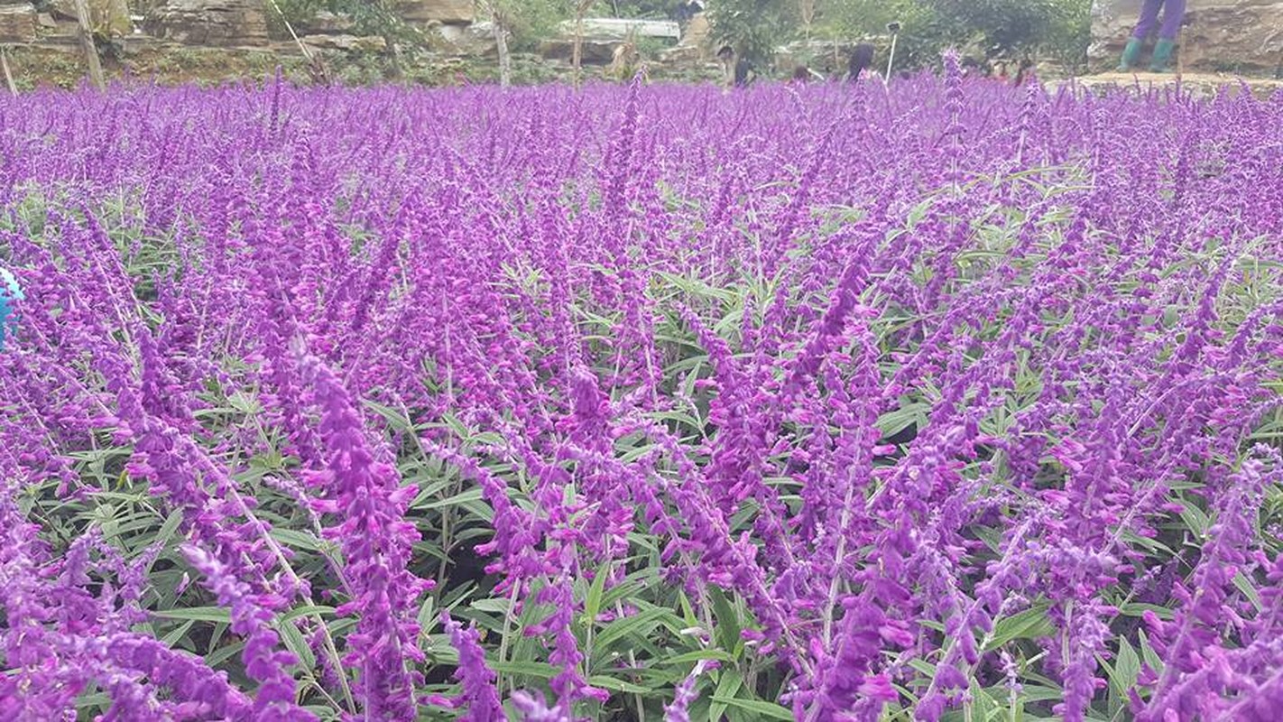 Sac tim oai huong tai thung lung hoa o cao nguyen Lao Cai