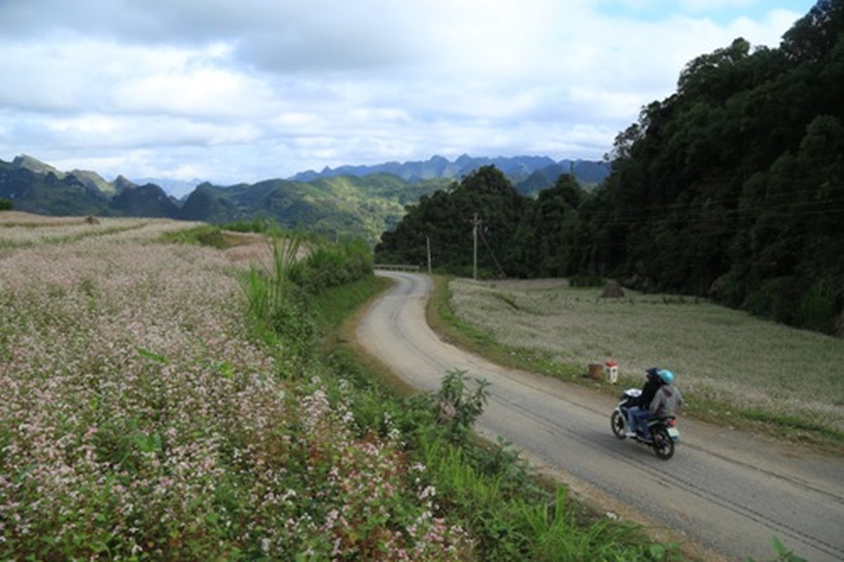 Hoa tam giac mach Ha Giang no ro, du khach khong muon ve-Hinh-2