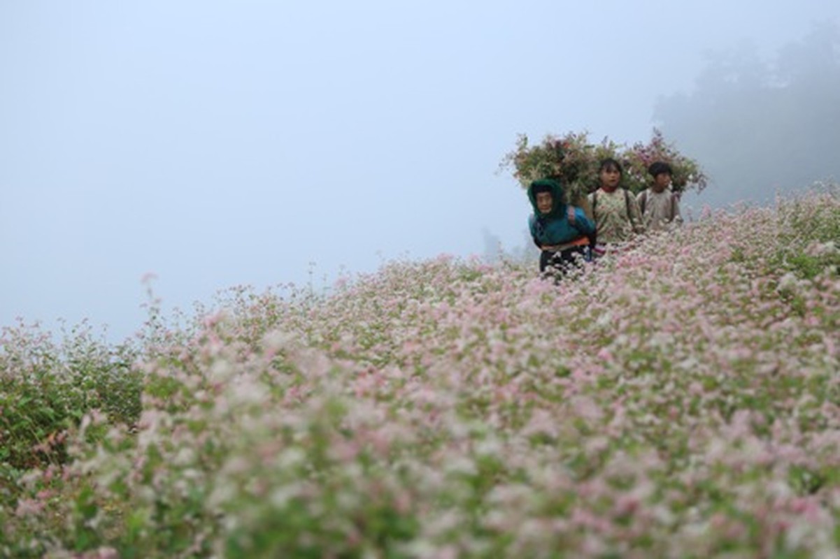 Hoa tam giac mach Ha Giang no ro, du khach khong muon ve