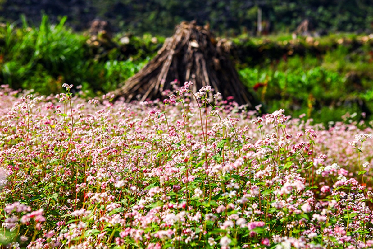 Den Ha Giang ngam mua hoa tam giac mach no dep ngat ngay-Hinh-11