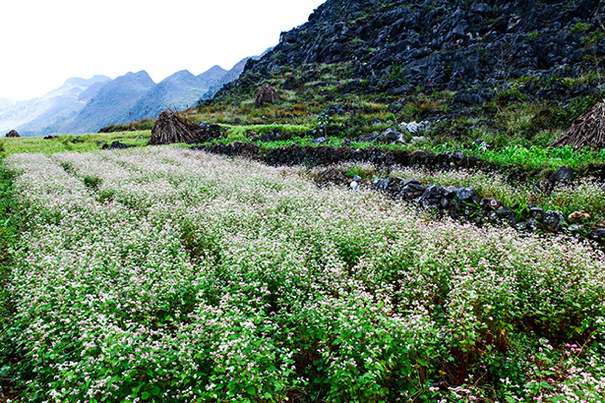 Den Ha Giang ngam mua hoa tam giac mach no dep ngat ngay-Hinh-12