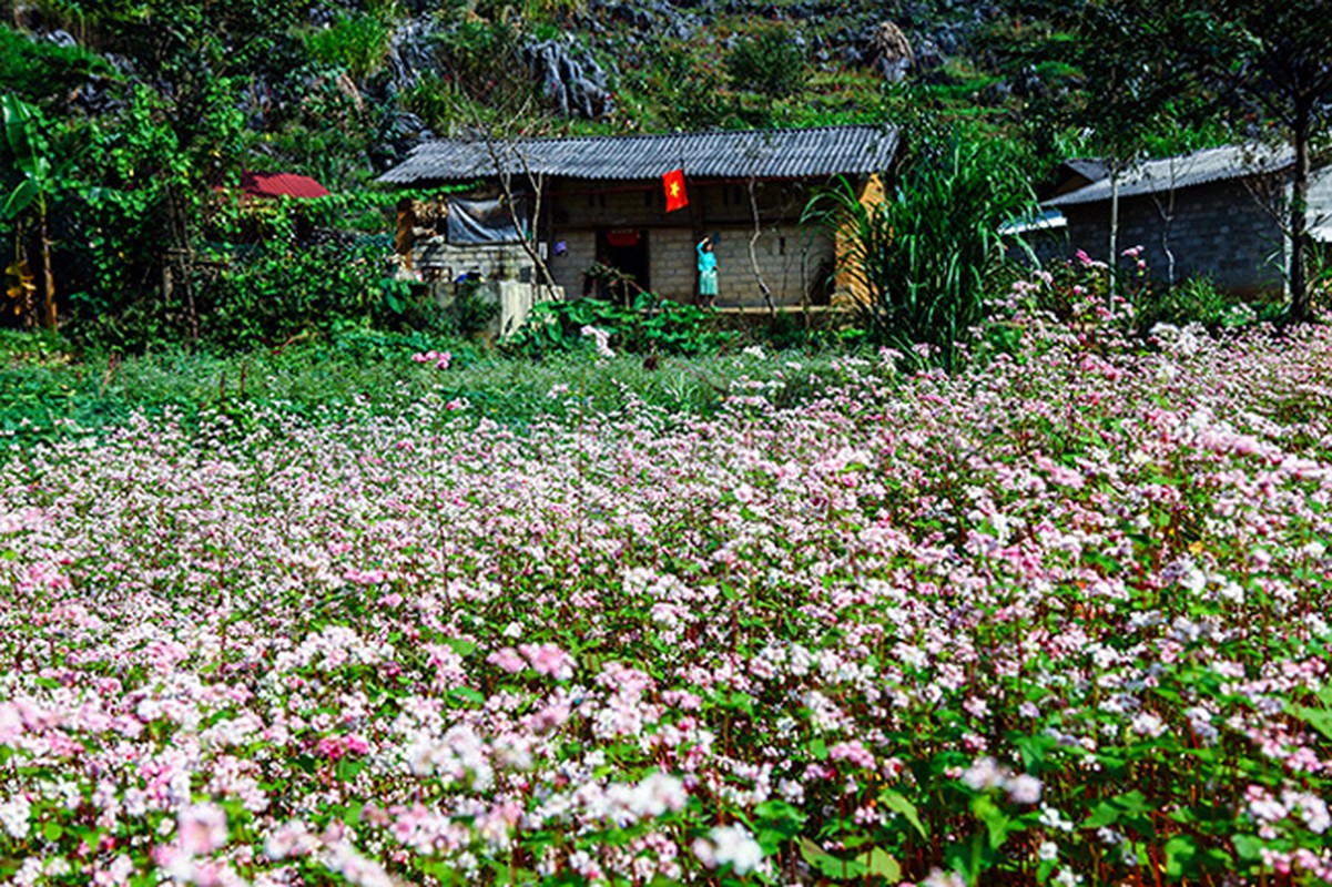 Den Ha Giang ngam mua hoa tam giac mach no dep ngat ngay-Hinh-13