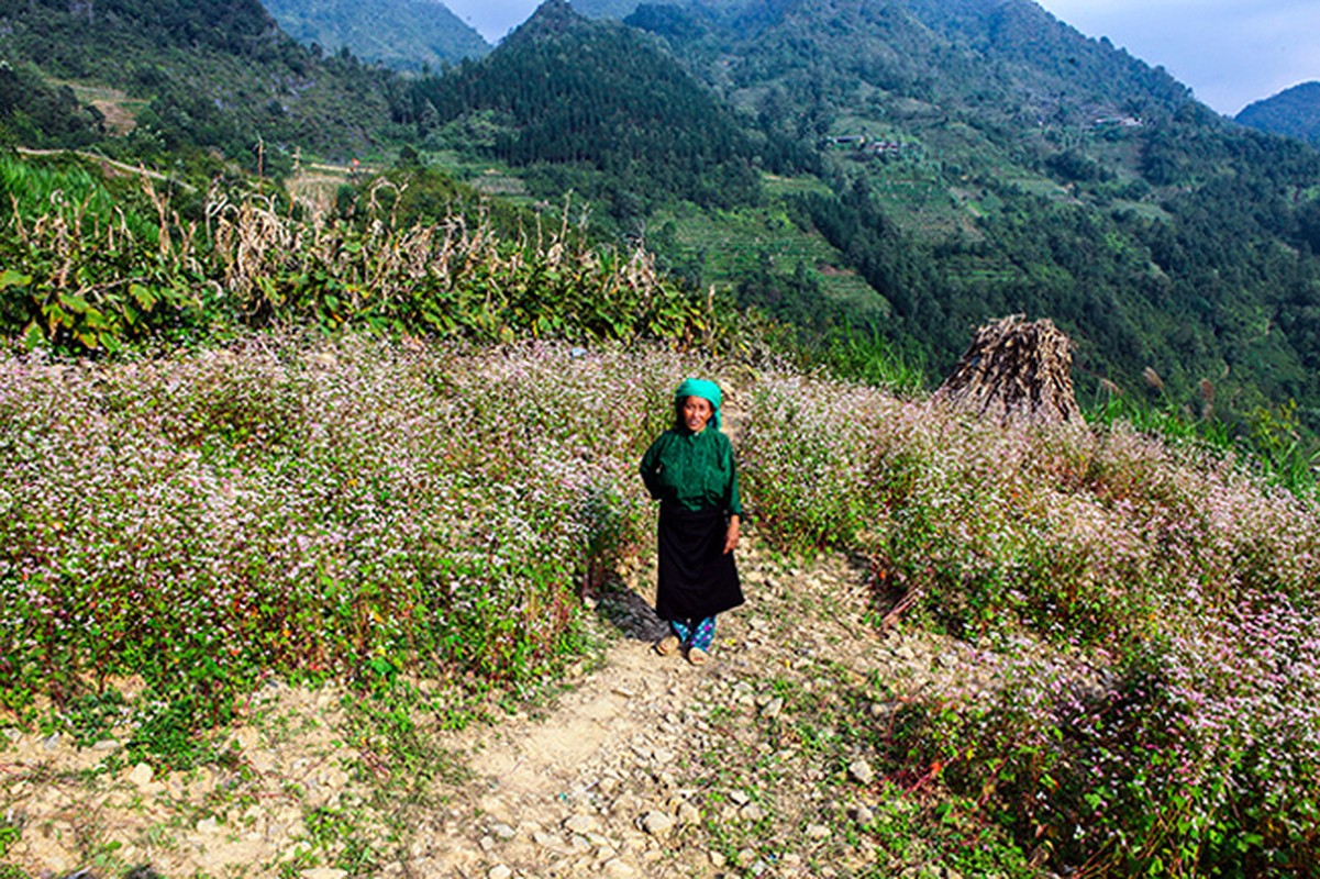 Den Ha Giang ngam mua hoa tam giac mach no dep ngat ngay-Hinh-14