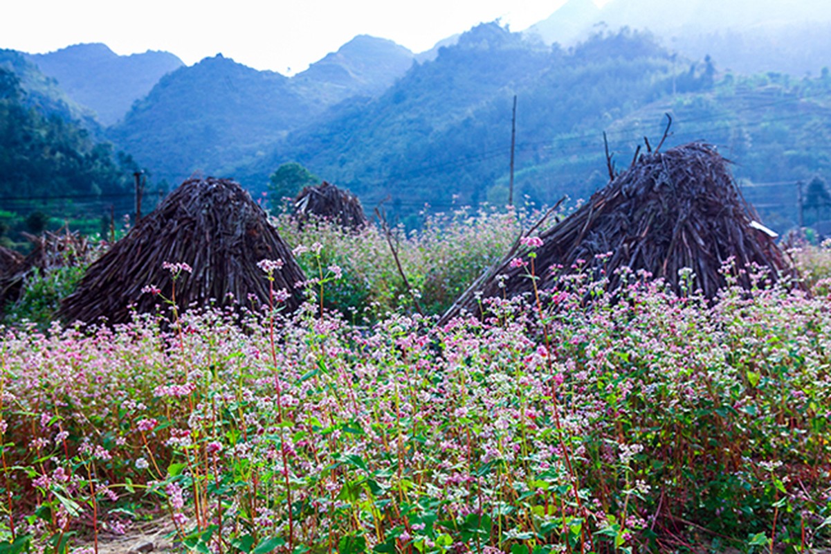 Den Ha Giang ngam mua hoa tam giac mach no dep ngat ngay-Hinh-15