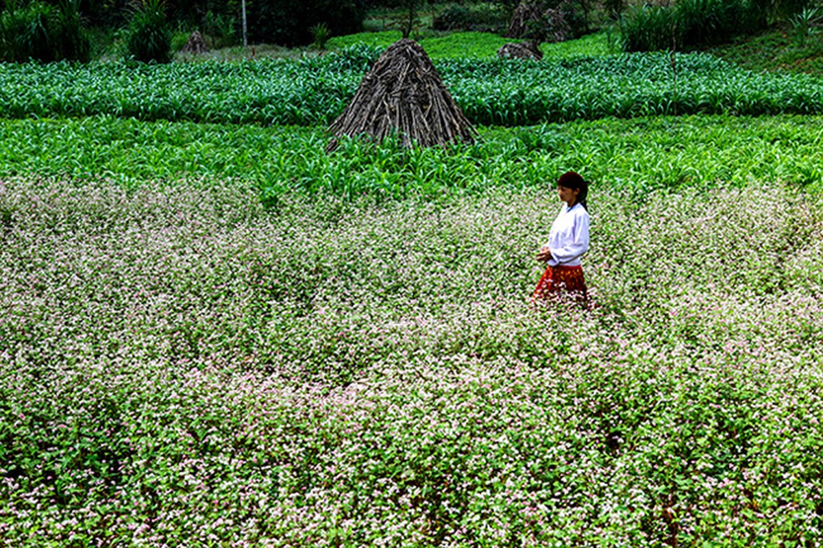 Den Ha Giang ngam mua hoa tam giac mach no dep ngat ngay-Hinh-3