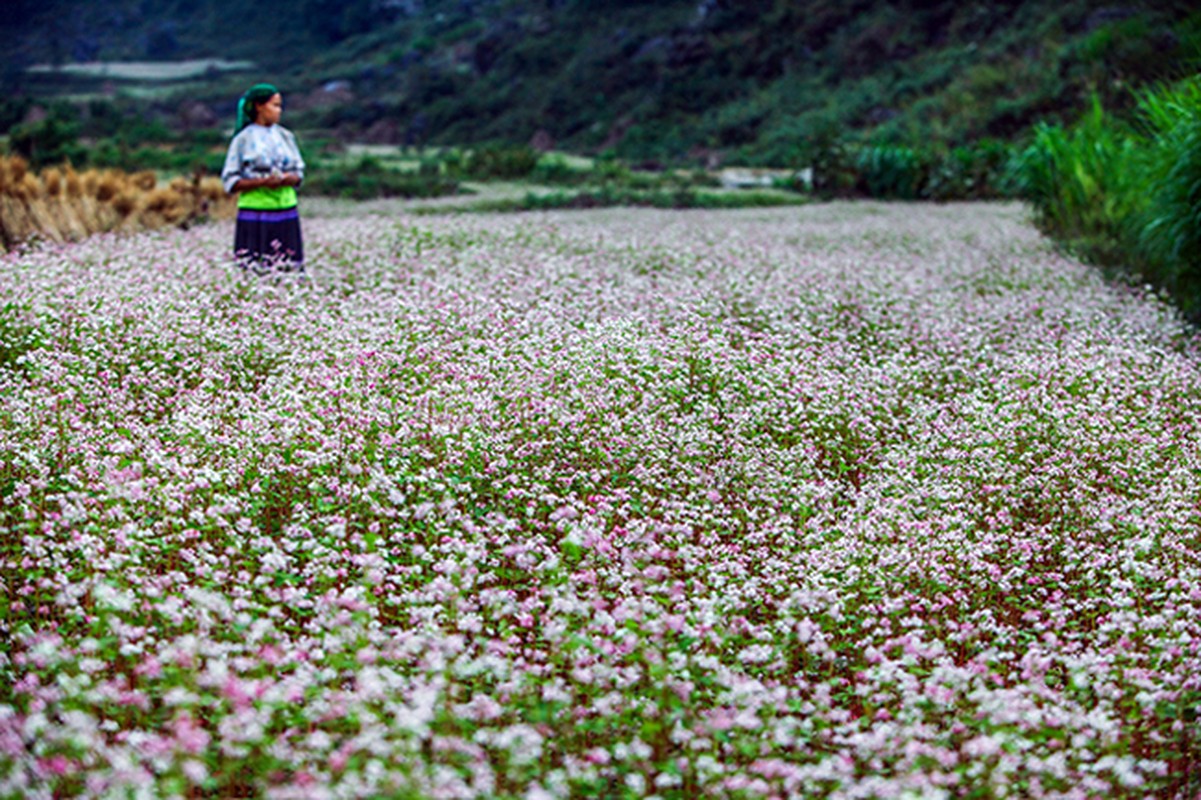 Den Ha Giang ngam mua hoa tam giac mach no dep ngat ngay-Hinh-4