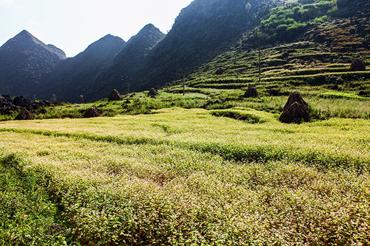 Den Ha Giang ngam mua hoa tam giac mach no dep ngat ngay-Hinh-7