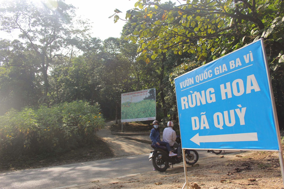 Ngam man nhan rung hoa da quy vang ruc o Ba Vi