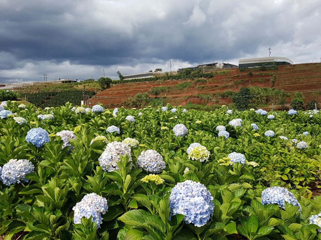 Dung bo lo canh dep vuon cam tu cau hot nhat Da Lat-Hinh-5