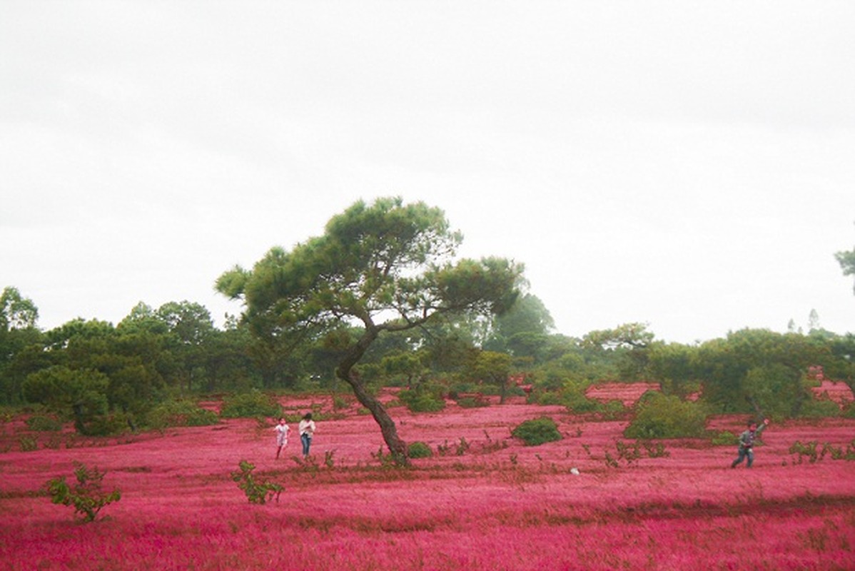 Doi co hong o Gia Lai dep ruc ro khong tuong-Hinh-7