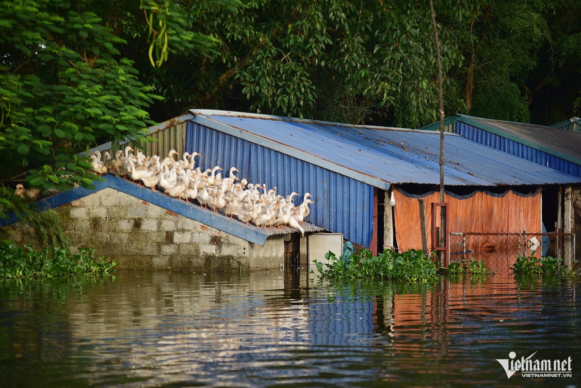 Cuoc song tai xa ngoai thanh Ha Noi 3 ngay chim trong bien nuoc-Hinh-6