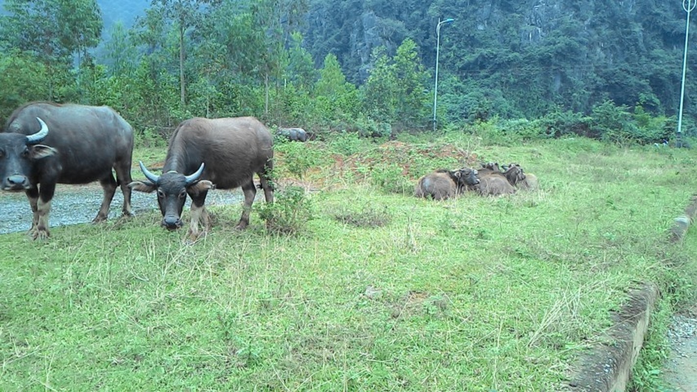 Xot xa nhung cong trinh tien ty bo hoang tai Phong Nha-Hinh-4