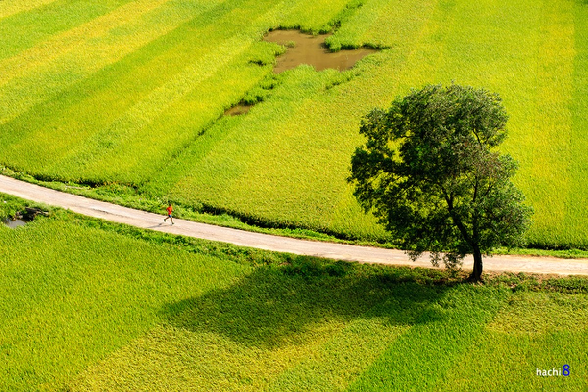 Ngam Tam Coc mua vang ruc ro dep nhu tranh-Hinh-6