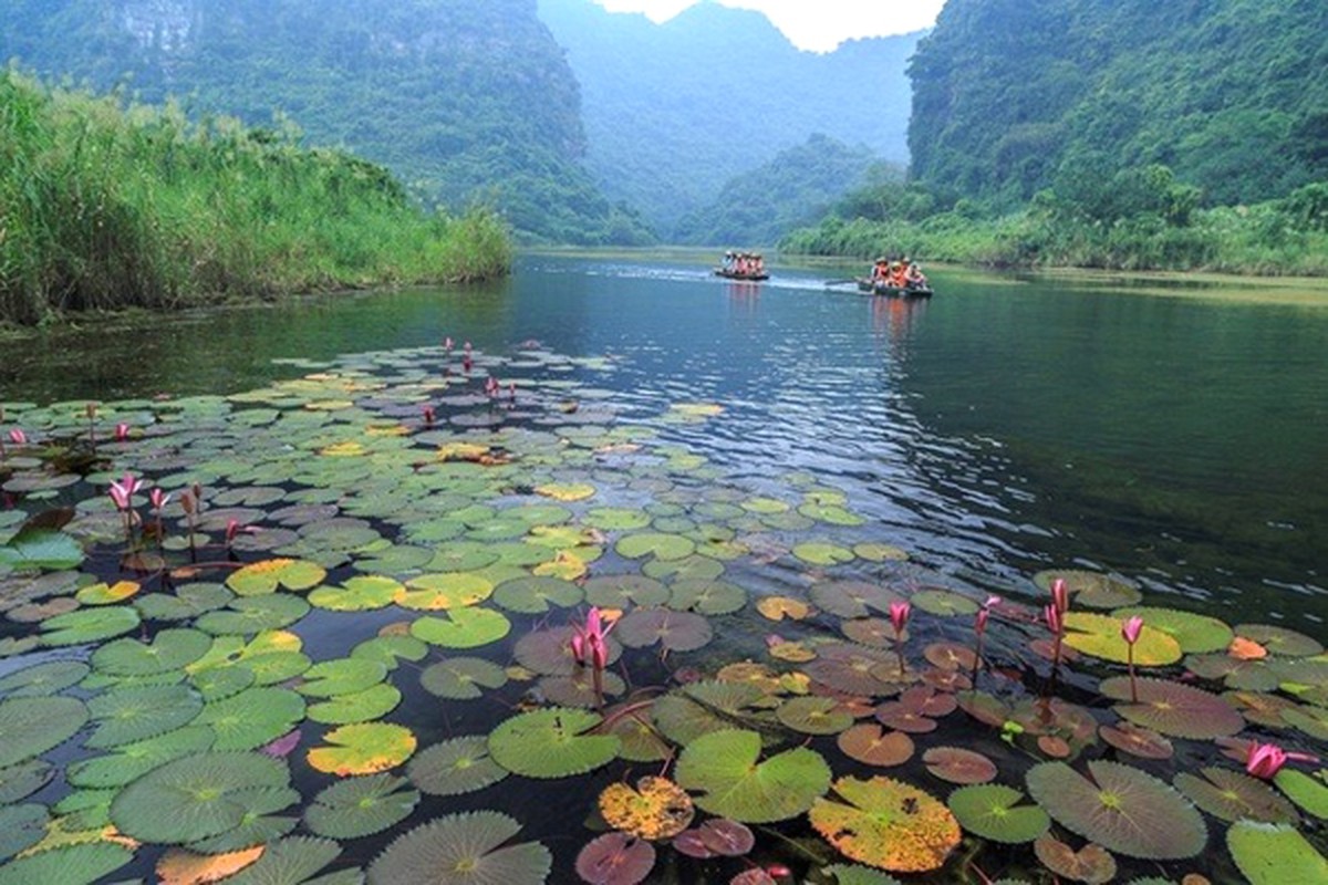 Ngam Tam Coc mua vang ruc ro dep nhu tranh-Hinh-8