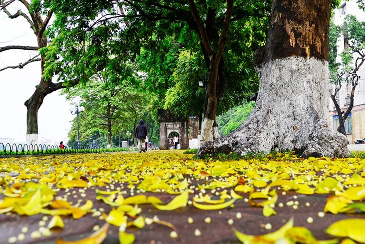 La vang nhuom Ha Noi pho dep den nao long-Hinh-4