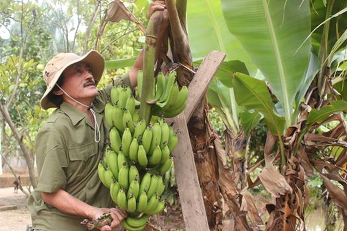 Bat ngo vuon rau sach muot mat nha sao Viet-Hinh-6