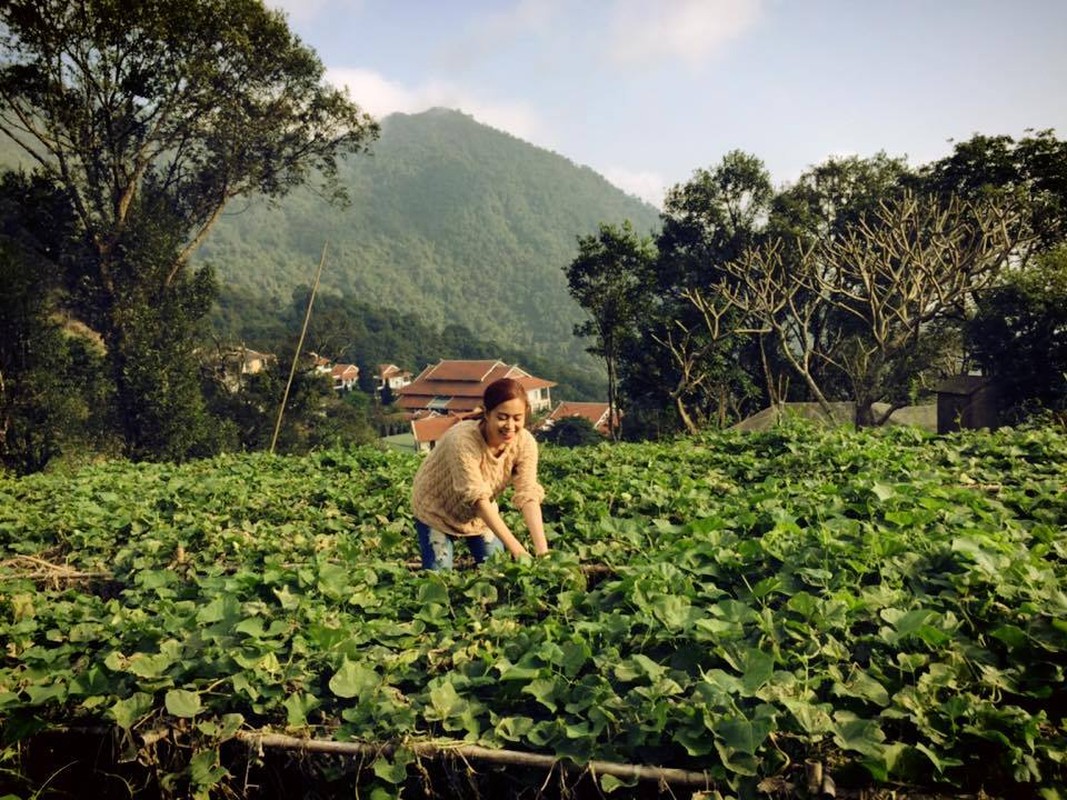 Bat ngo vuon rau sach muot mat nha sao Viet