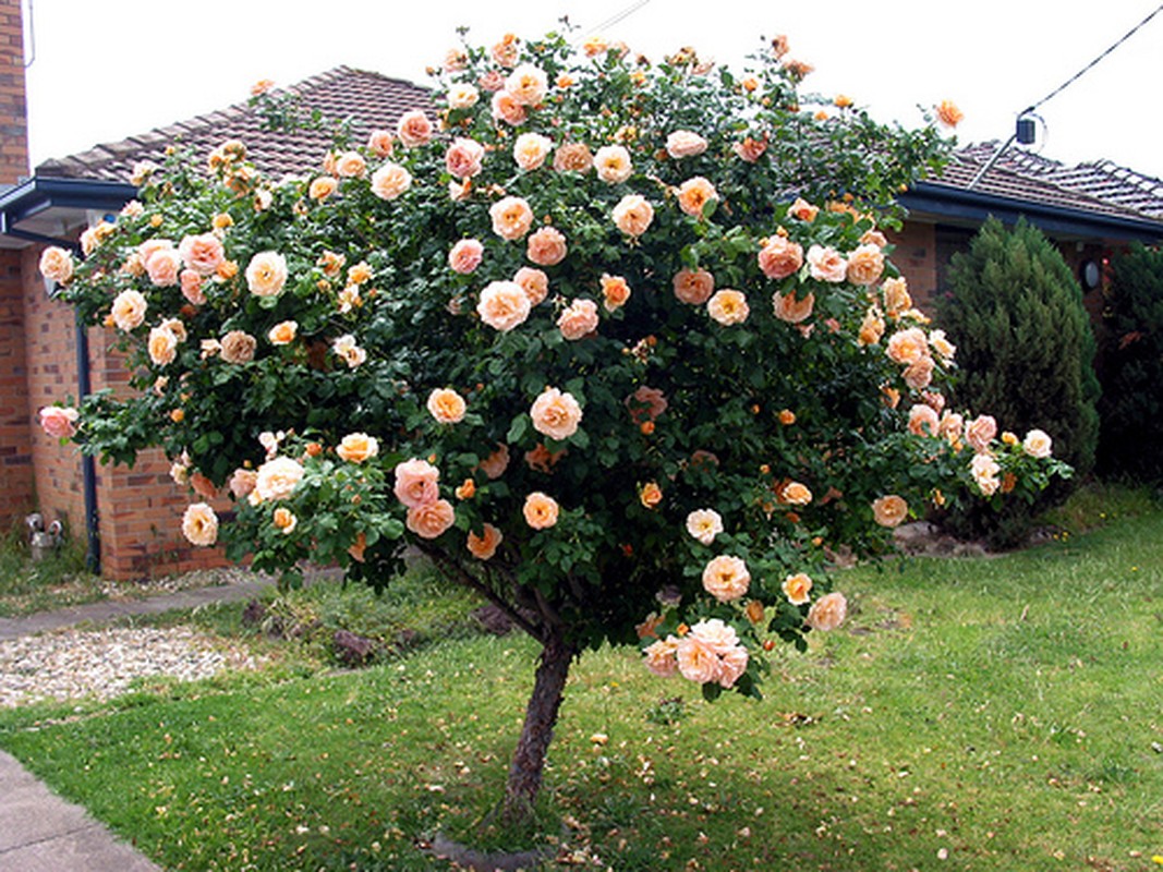 Hoa hong tree rose gia dat bong tay co gi la-Hinh-3