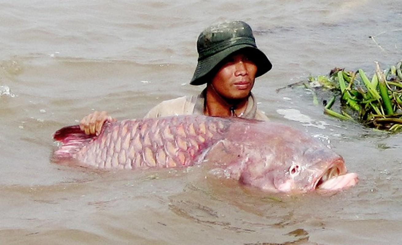 Hai ra tien voi nhung thuy quai hiem la o mien Tay-Hinh-8