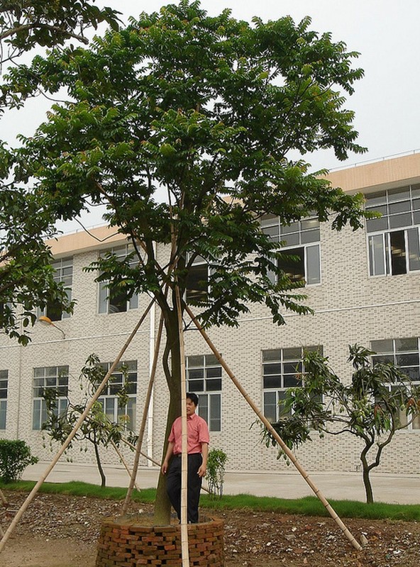 Bat mi ve loai cay moi sap trong tren duong pho Ha Noi-Hinh-2