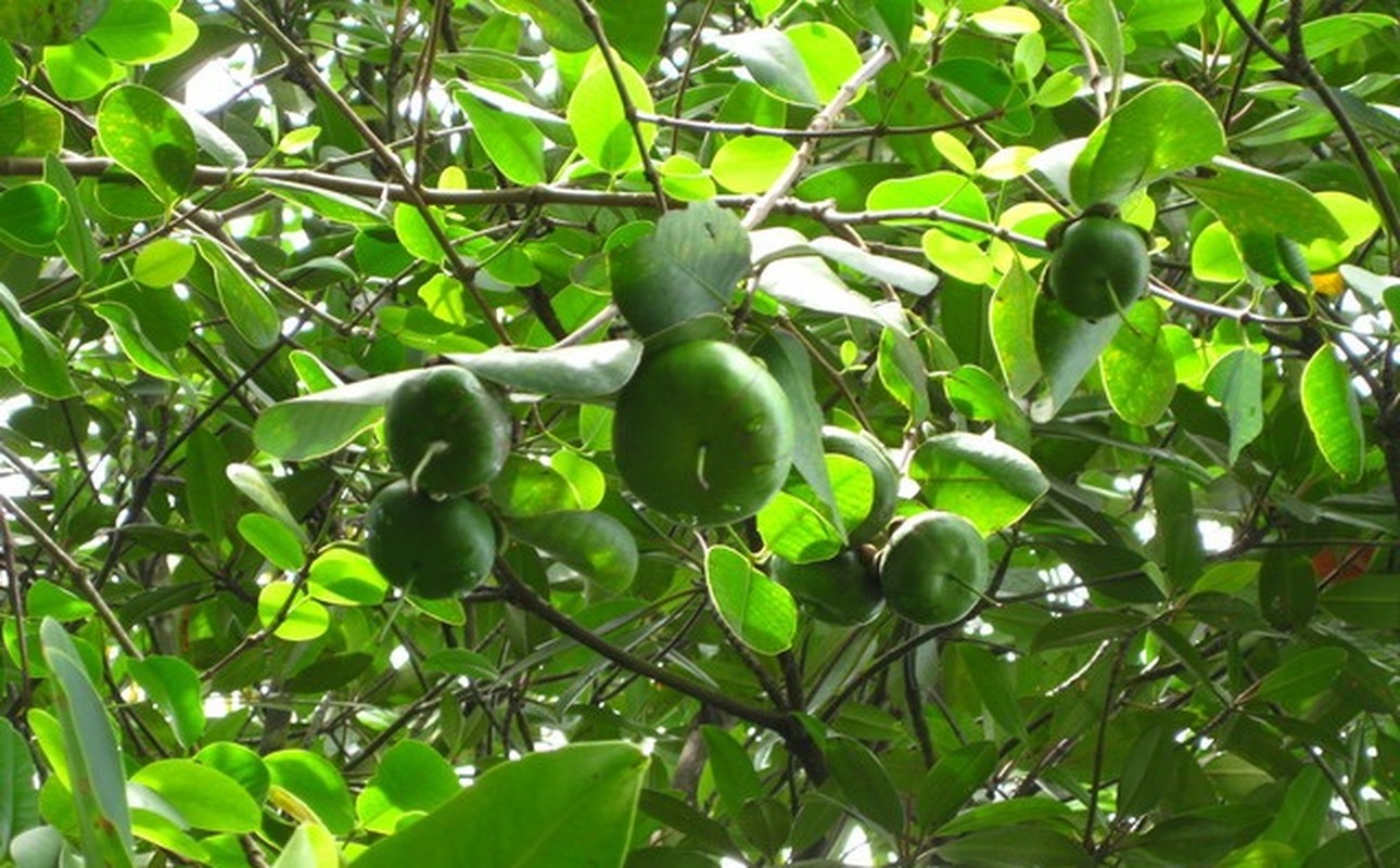 Kham pha trai ban mien Tay xuat ngoai “de” ra tien-Hinh-5