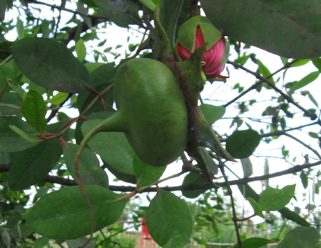 Kham pha trai ban mien Tay xuat ngoai “de” ra tien-Hinh-7