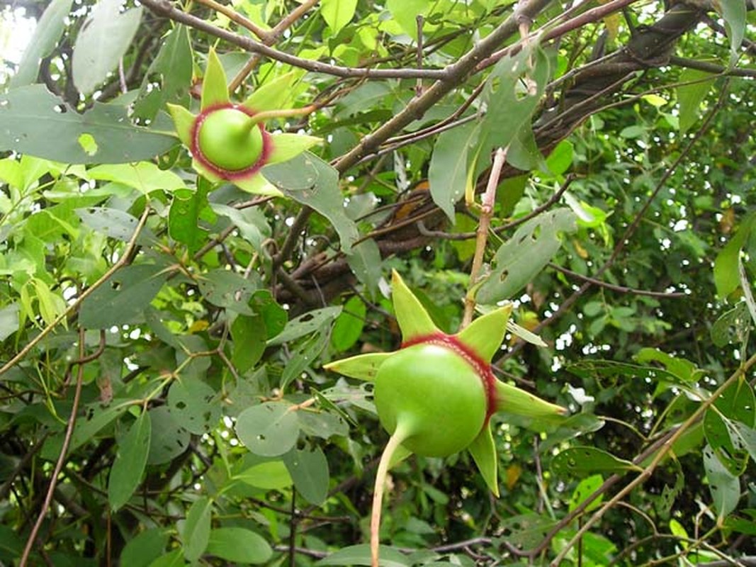 Kham pha trai ban mien Tay xuat ngoai “de” ra tien-Hinh-9