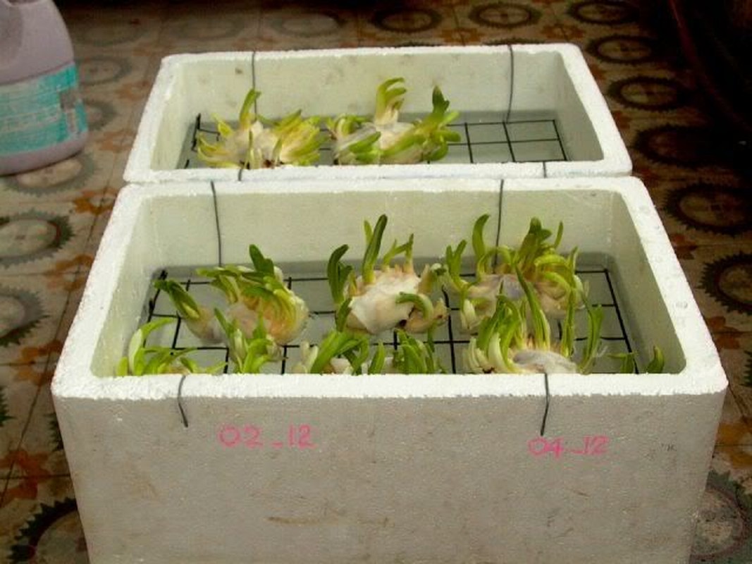 4 loai cay trong mua thu co hoa choi dip Tet-Hinh-2