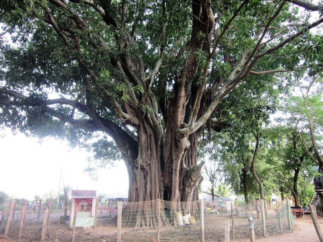 Can canh nhung “lao cay” co thu di san o An Giang-Hinh-5