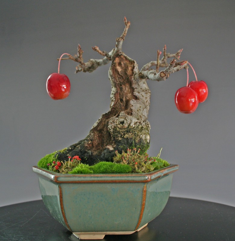 Man nhan ngam bo cay an qua bonsai dep mat-Hinh-8