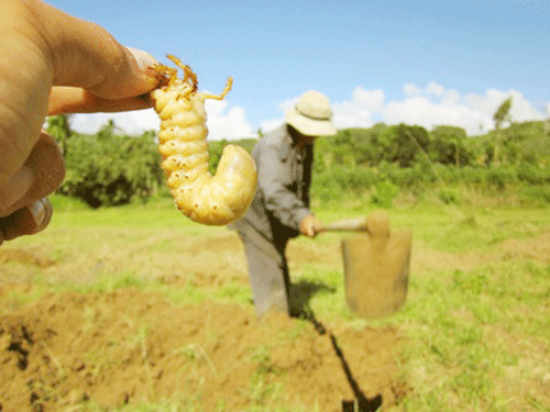 Loat con trung kinh di gia dat do tai Viet Nam-Hinh-2