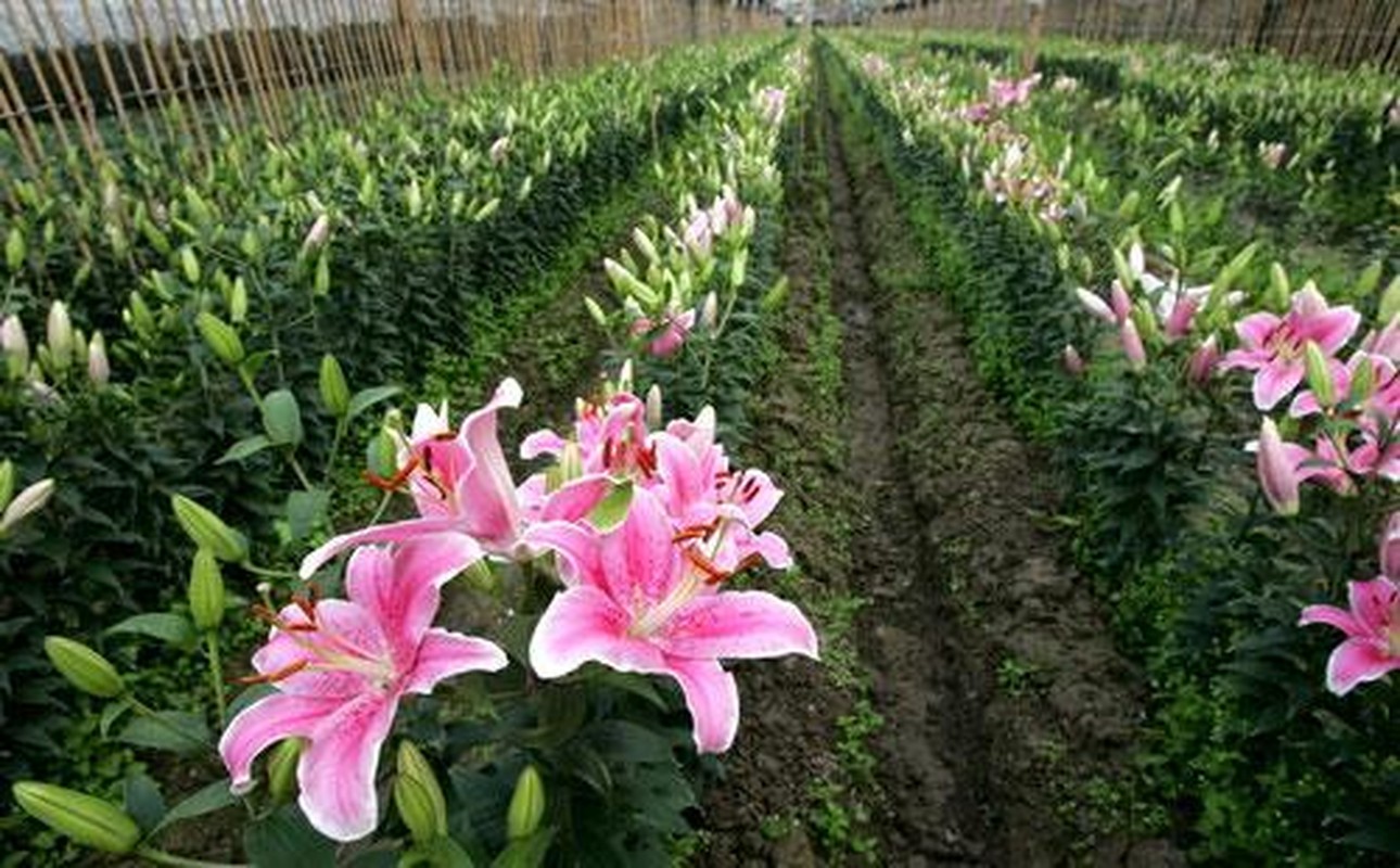Nhung vuon hoa dep nhu tranh hot bac o Ha Noi-Hinh-10