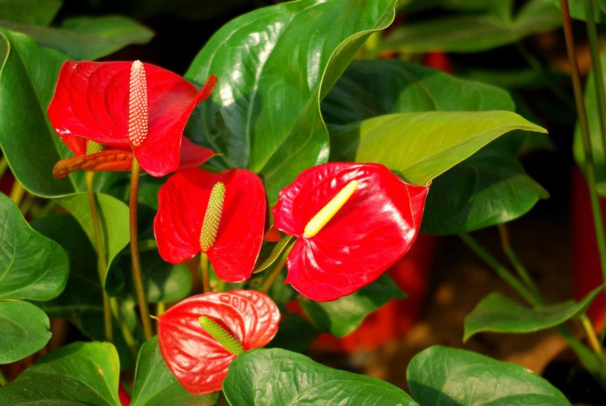 10 loai hoa phong thuy cuc “chuan” nen chon dip Tet-Hinh-9